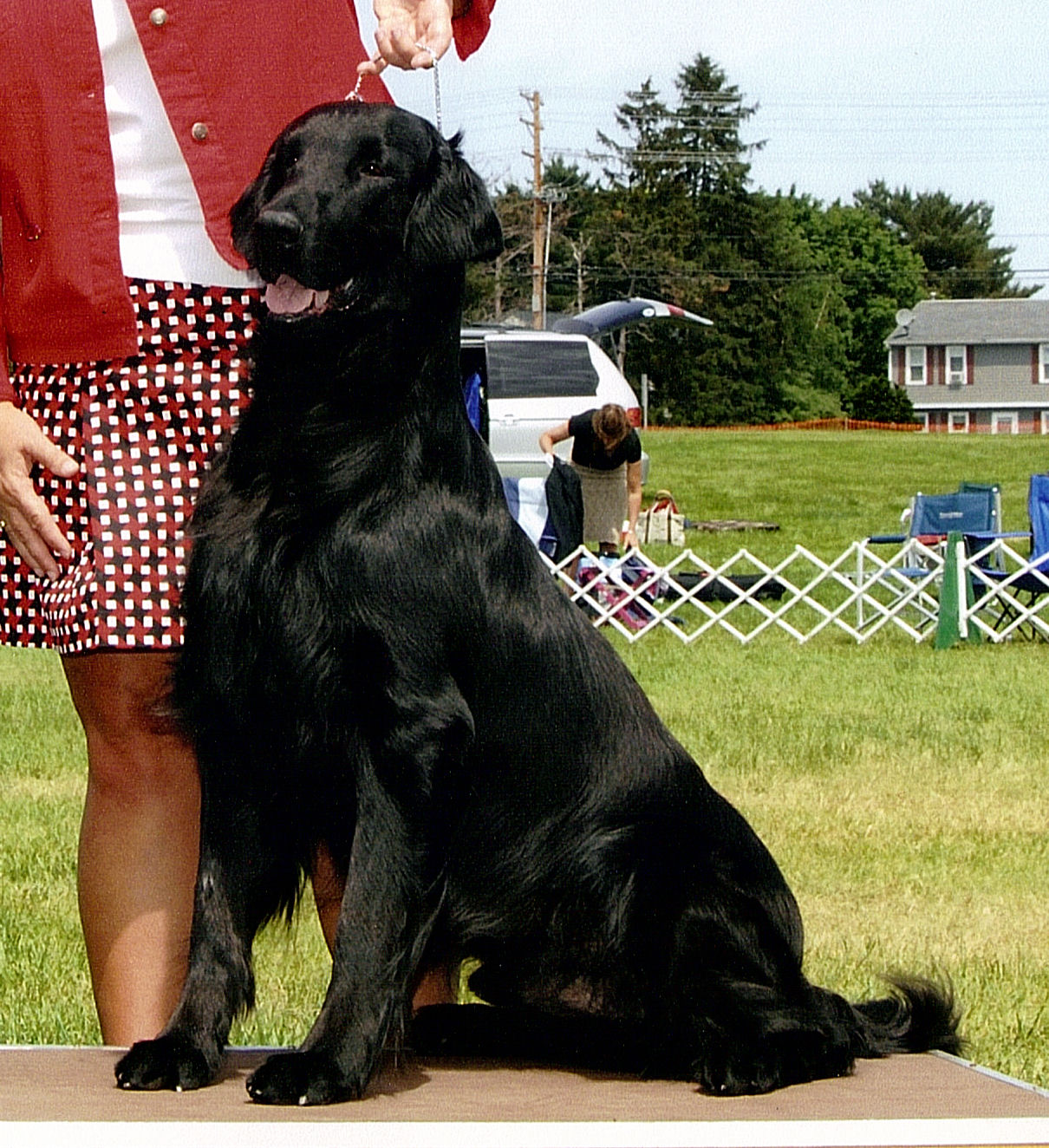 Bertschire flat coated retrievers sale