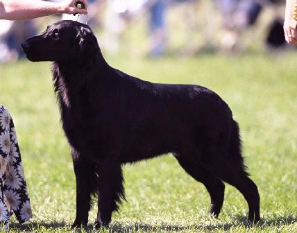 Bertschire flat on sale coated retrievers