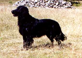 Tomas