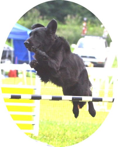 2003 Agility Photo