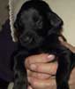 22 Days Old - Puppy #3
