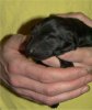 1 Day Old - Puppy #1