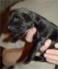 8 Days Old - Puppy #2