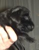 15 Days Old - Puppy #2