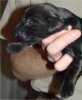 8 Days Old - Puppy #4