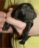 1 Day Old - Puppy #5