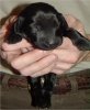 8 Days Old - Puppy #5