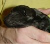 1 Day Old - Puppy #6
