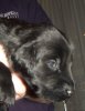 15 Days Old - Puppy #6