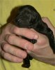 1 Day Old - Puppy #7
