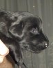 15 Days Old - Puppy #7