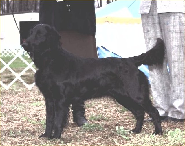 Piper