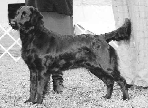 The Flat Coated Retrievers and Beagles of Blazin Kennels